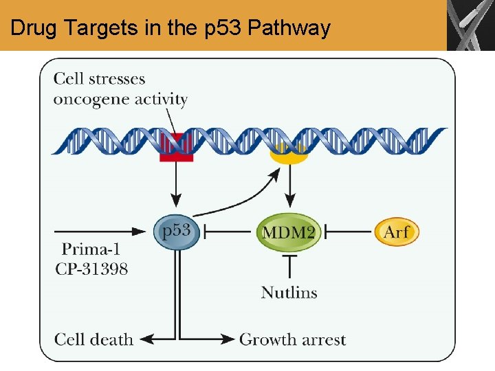 Drug Targets in the p 53 Pathway 