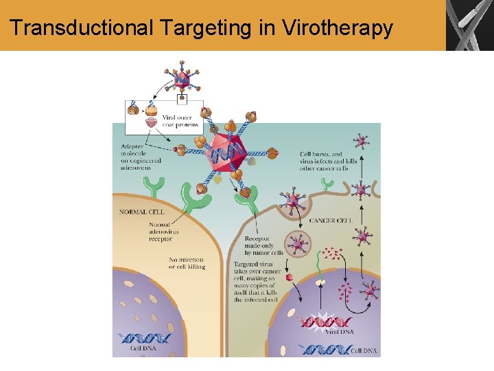 Transductional Targeting in Virotherapy 