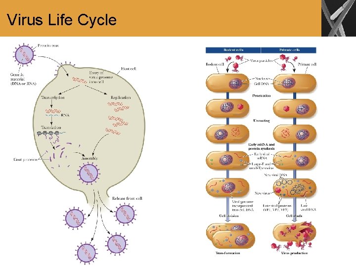 Virus Life Cycle 