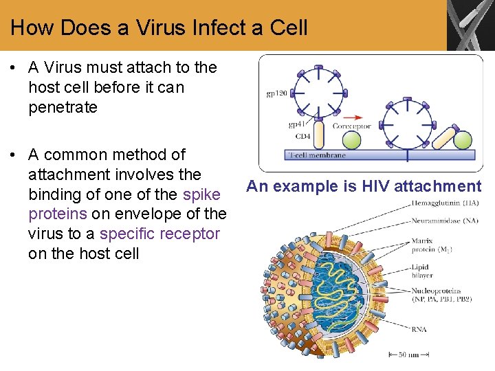 How Does a Virus Infect a Cell • A Virus must attach to the