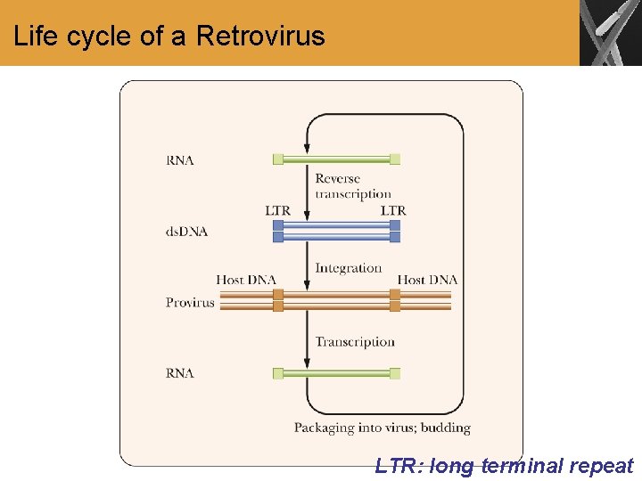 Life cycle of a Retrovirus LTR: long terminal repeat 