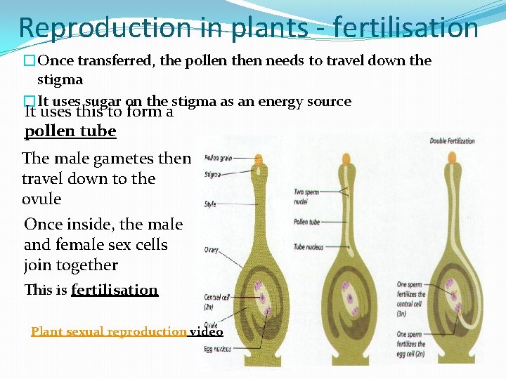 Reproduction in plants - fertilisation �Once transferred, the pollen then needs to travel down