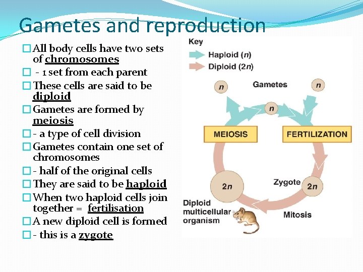 Gametes and reproduction �All body cells have two sets of chromosomes � - 1