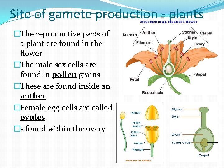 Site of gamete production - plants �The reproductive parts of a plant are found