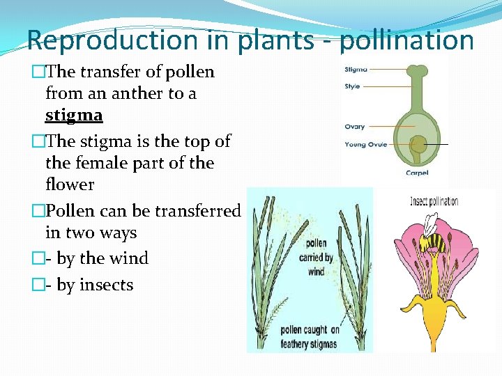 Reproduction in plants - pollination �The transfer of pollen from an anther to a