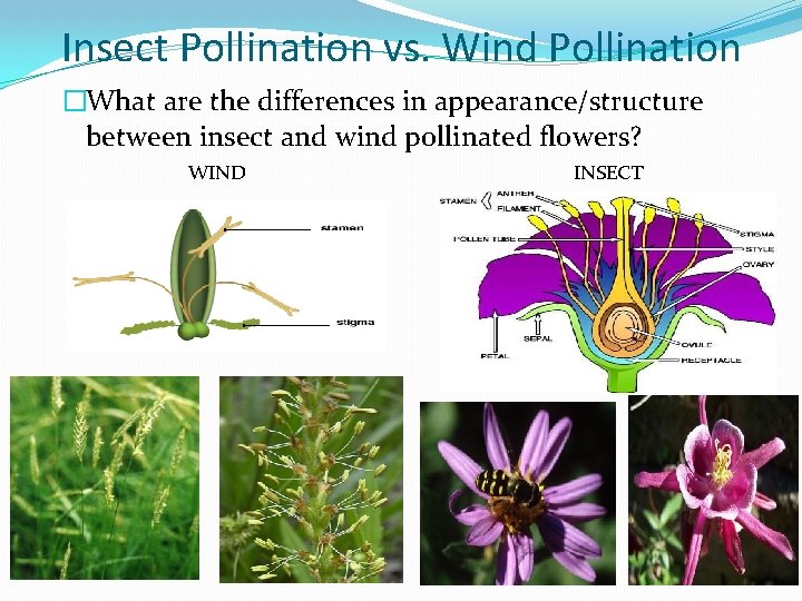 Insect Pollination vs. Wind Pollination �What are the differences in appearance/structure between insect and