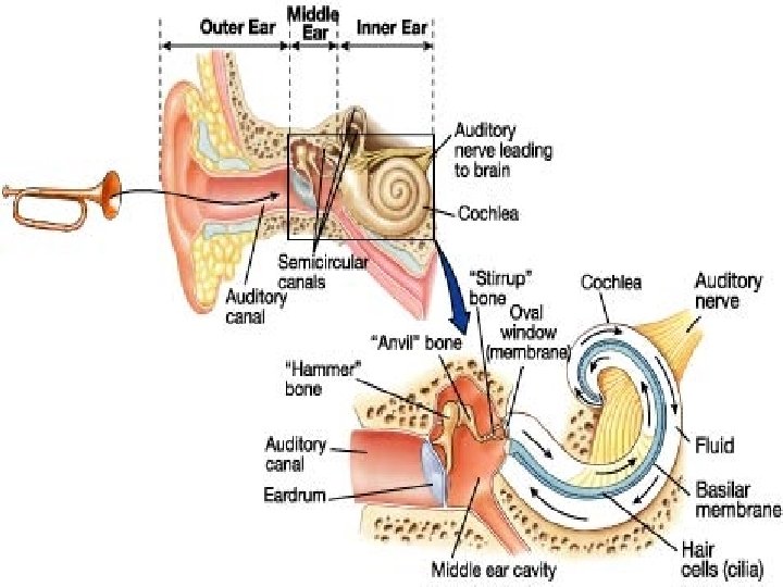 The Human Ear Auditory Sensation and Perception How