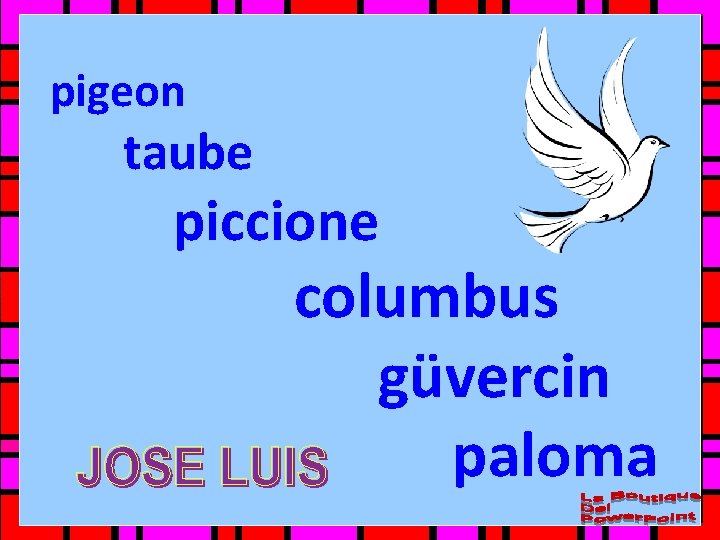 pigeon taube piccione columbus güvercin paloma 