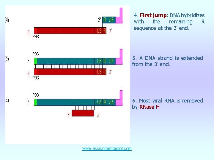 4. First jump: DNA hybridizes with the remaining R sequence at the 3' end.