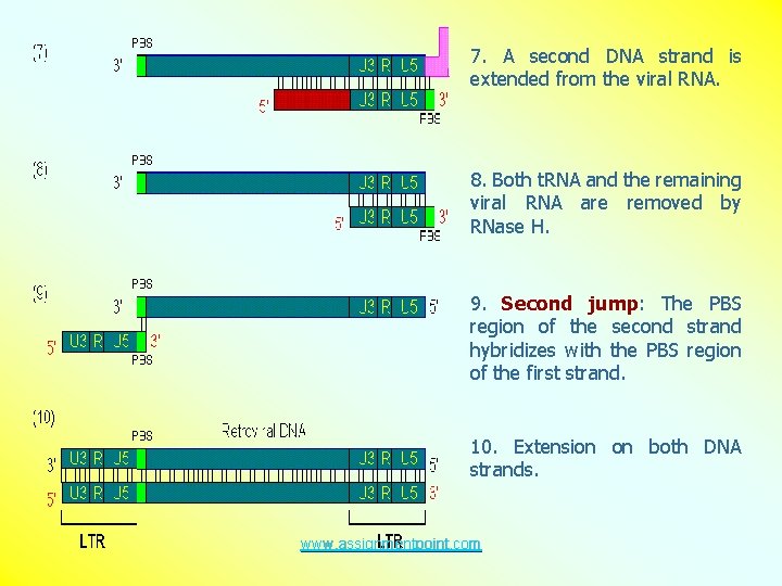 7. A second DNA strand is extended from the viral RNA. 8. Both t.