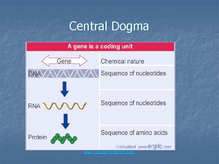 Central Dogma www. assignmentpoint. com 