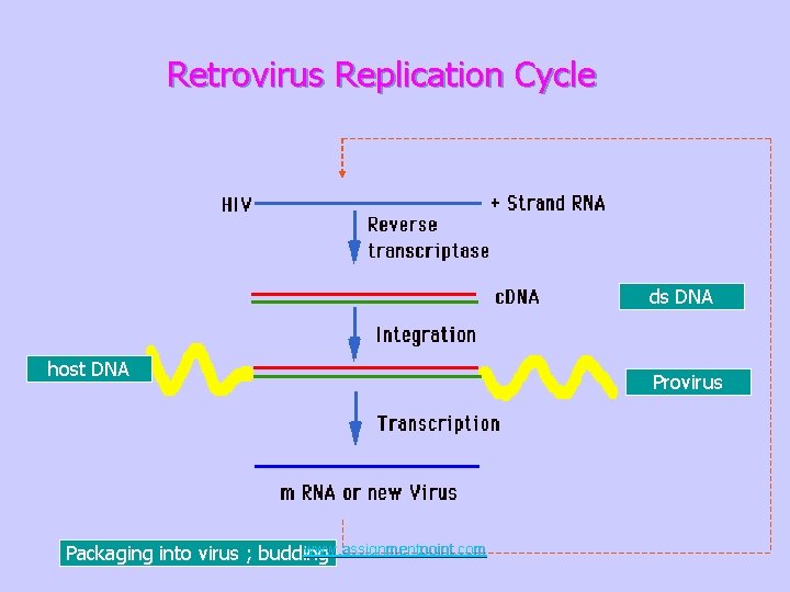 Retrovirus Replication Cycle ds DNA host DNA www. assignmentpoint. com Packaging into virus ;