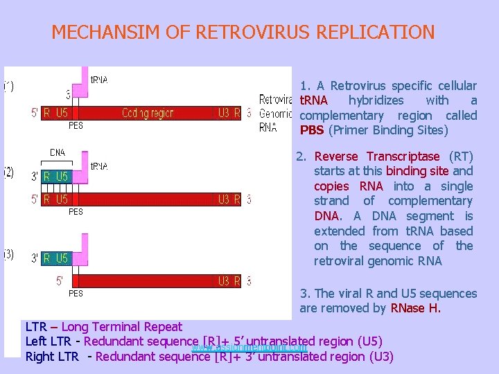 MECHANSIM OF RETROVIRUS REPLICATION 1. A Retrovirus specific cellular t. RNA hybridizes with a