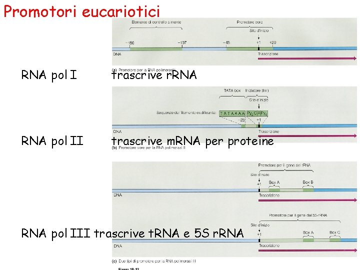 Promotori eucariotici RNA pol I trascrive r. RNA pol II trascrive m. RNA per