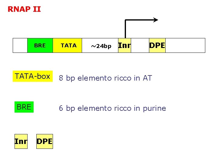 RNAP II BRE TATA-box TATA ~24 bp Inr DPE 8 bp elemento ricco in