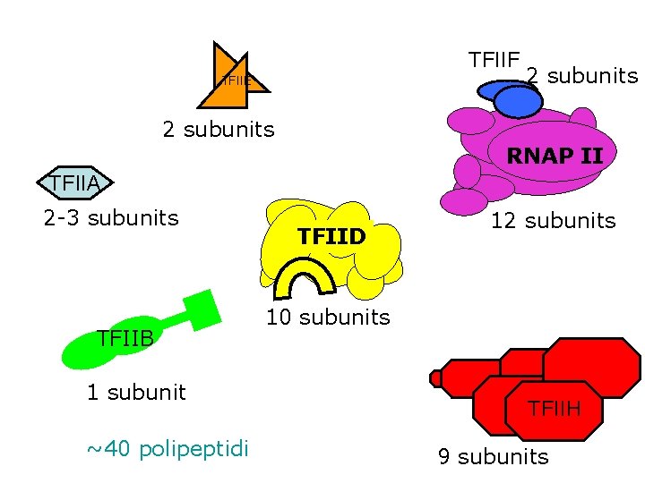 TFIIF TFIIE 2 subunits RNAP II TFIIA 2 -3 subunits TFIIB 1 subunit ~40