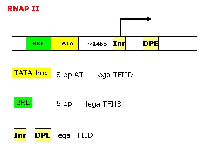 RNAP II BRE TATA-box 8 bp AT BRE 6 bp Inr ~24 bp Inr