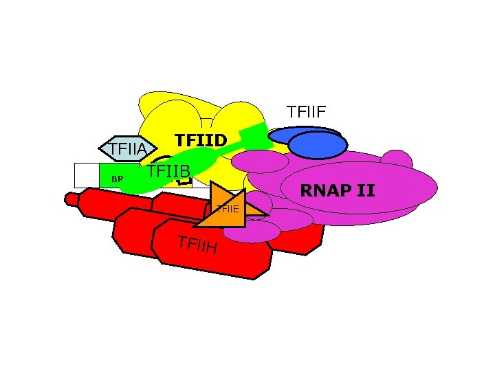 TFIIF TFIID TFIIA TFIIB BRE TATA ~24 bp TFIIE TFIIH Inr DPE RNAP II