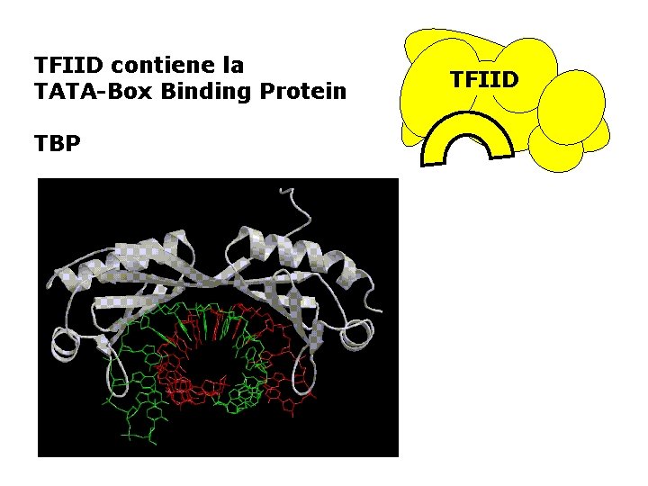 TFIID contiene la TATA-Box Binding Protein TBP TFIID 