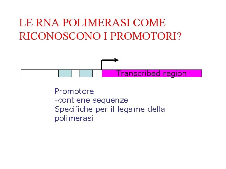 LE RNA POLIMERASI COME RICONOSCONO I PROMOTORI? Transcribed region Promotore -contiene sequenze Specifiche per