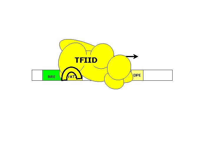 TFIID BRE TATA ~24 bp Inr DPE 