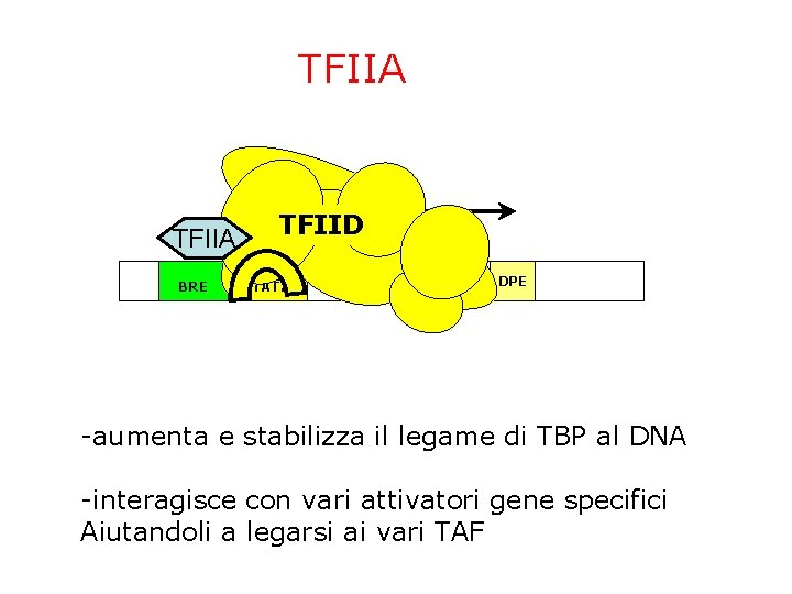 TFIIA BRE TFIID TATA ~24 bp Inr DPE -aumenta e stabilizza il legame di