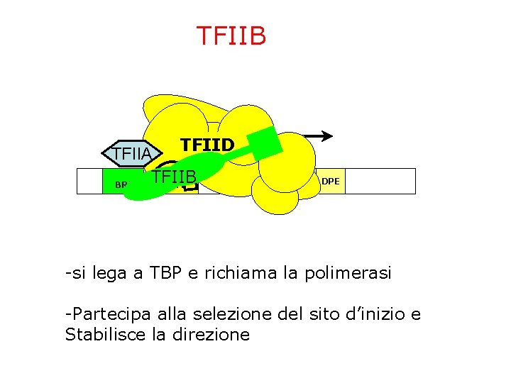 TFIIB TFIID TFIIA TFIIB BRE TATA ~24 bp Inr DPE -si lega a TBP