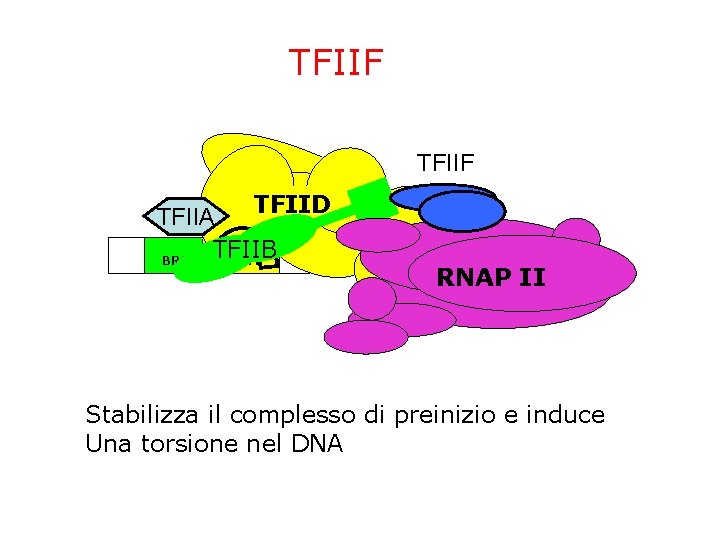 TFIIF TFIID TFIIA TFIIB BRE TATA ~24 bp Inr DPE RNAP II Stabilizza il