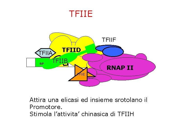 TFIIE TFIIF TFIID TFIIA TFIIB BRE TATA ~24 bp Inr DPE RNAP II TFIIE