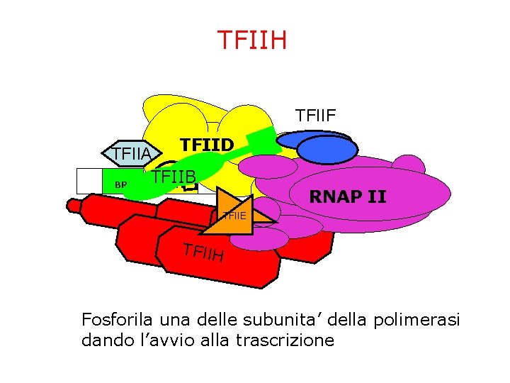 TFIIH TFIIF TFIID TFIIA TFIIB BRE TATA ~24 bp Inr DPE RNAP II TFIIE