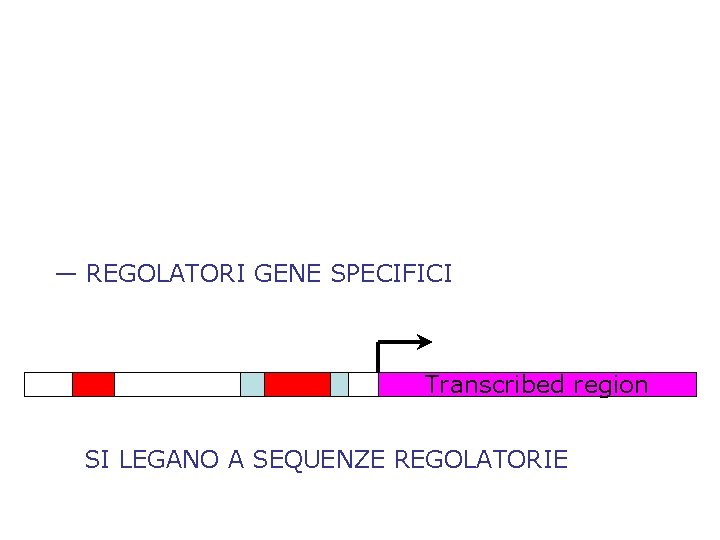 — REGOLATORI GENE SPECIFICI Transcribed region SI LEGANO A SEQUENZE REGOLATORIE 