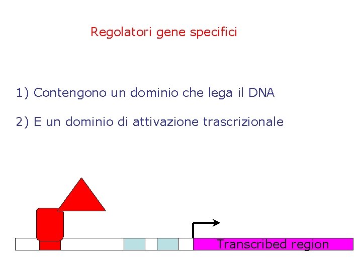 Regolatori gene specifici 1) Contengono un dominio che lega il DNA 2) E un
