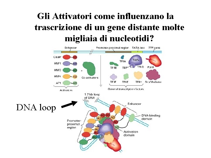 Gli Attivatori come influenzano la trascrizione di un gene distante molte migliaia di nucleotidi?