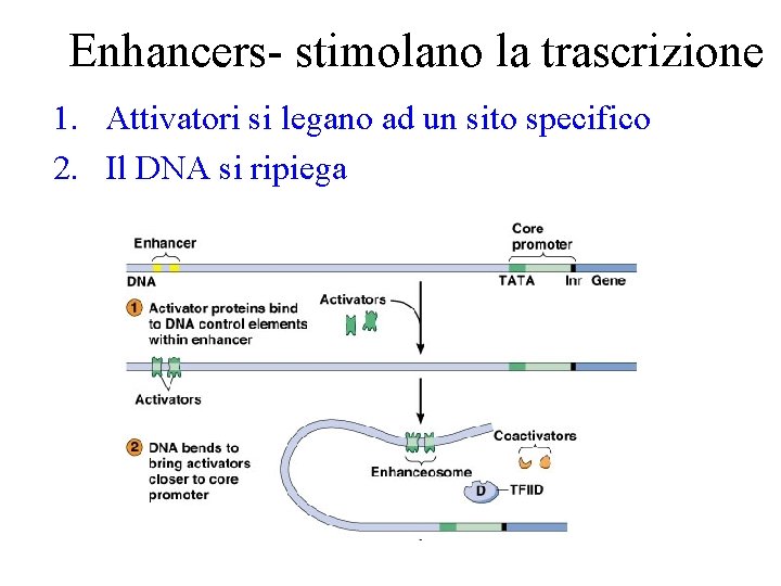 Enhancers- stimolano la trascrizione 1. Attivatori si legano ad un sito specifico 2. Il