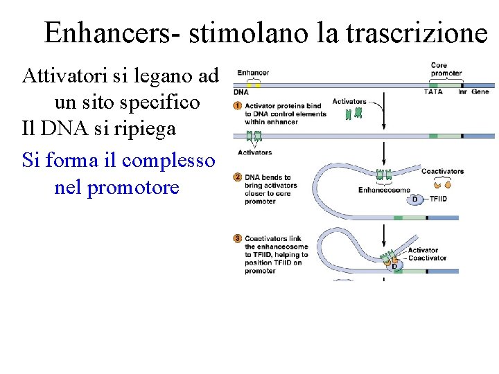 Enhancers- stimolano la trascrizione Attivatori si legano ad un sito specifico Il DNA si