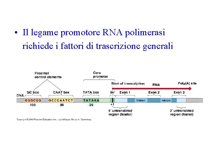  • Il legame promotore RNA polimerasi richiede i fattori di trascrizione generali 