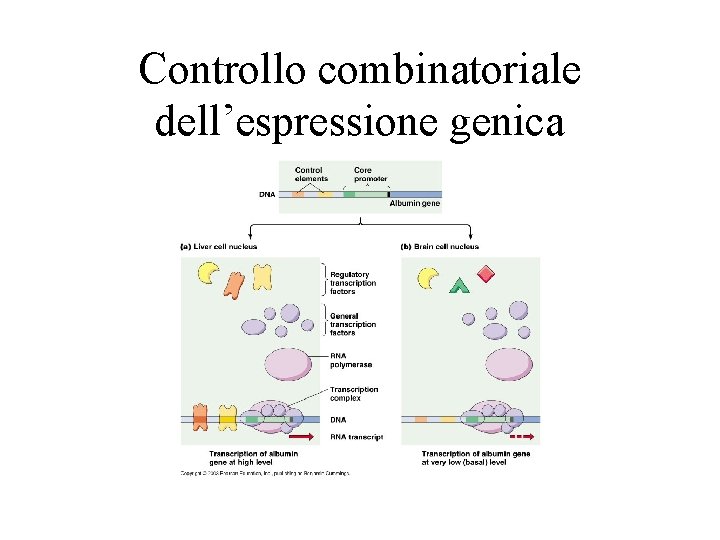 Controllo combinatoriale dell’espressione genica 