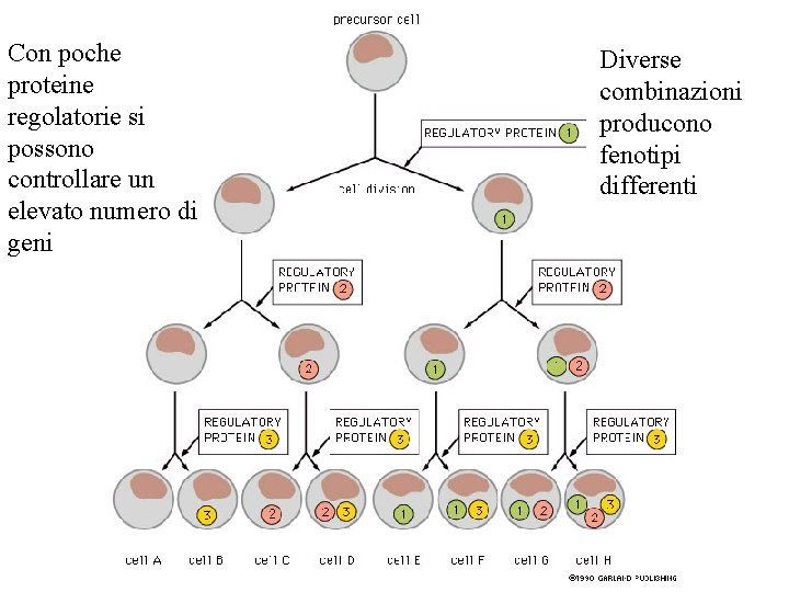 Con poche proteine regolatorie si possono controllare un elevato numero di geni Diverse combinazioni