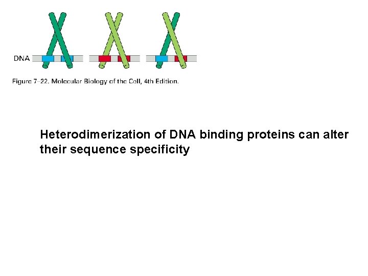 Heterodimerization of DNA binding proteins can alter their sequence specificity 