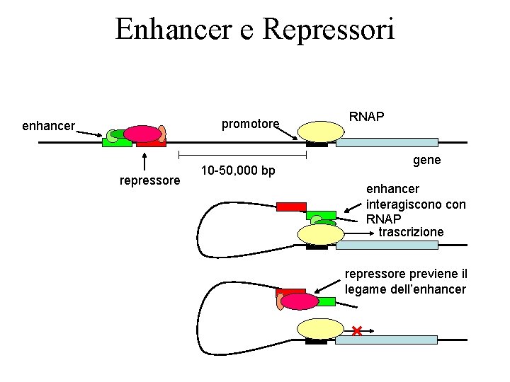 Enhancer e Repressori promotore enhancer repressore 10 -50, 000 bp RNAP gene enhancer interagiscono