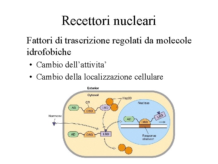 Recettori nucleari Fattori di trascrizione regolati da molecole idrofobiche • Cambio dell’attivita’ • Cambio