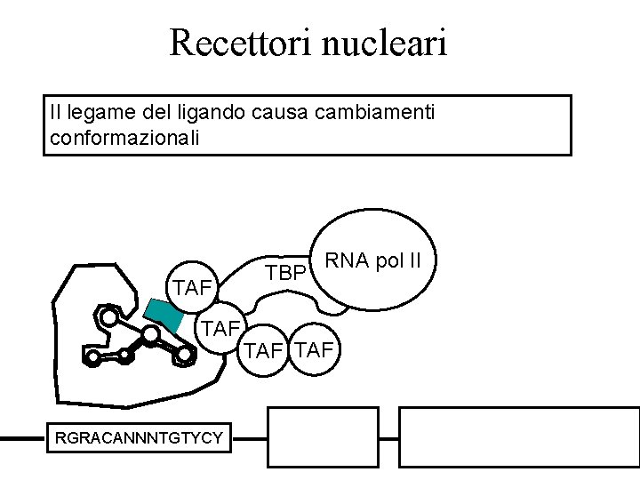 Recettori nucleari Il legame del ligando causa cambiamenti conformazionali TAF RGRACANNNTGTYCY TBP RNA pol
