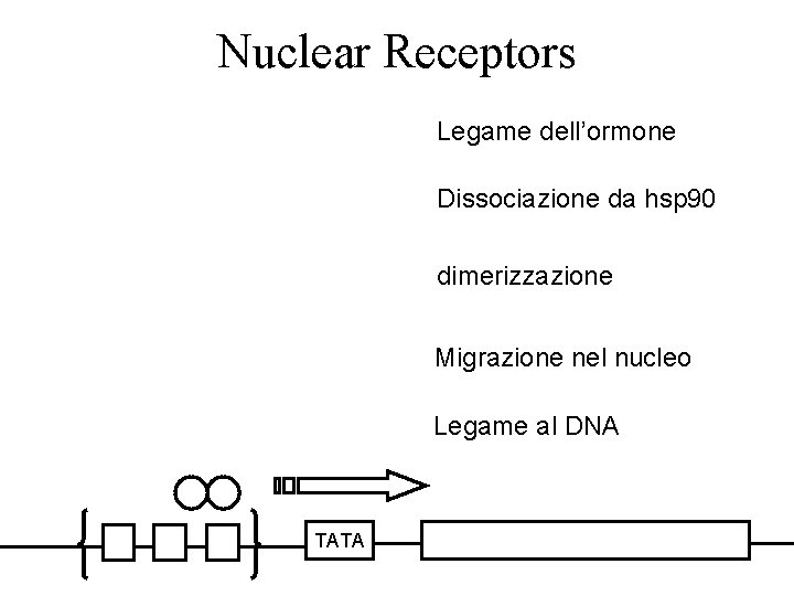 Nuclear Receptors Legame dell’ormone Dissociazione da hsp 90 GR GR hsp 90 dimerizzazione GR