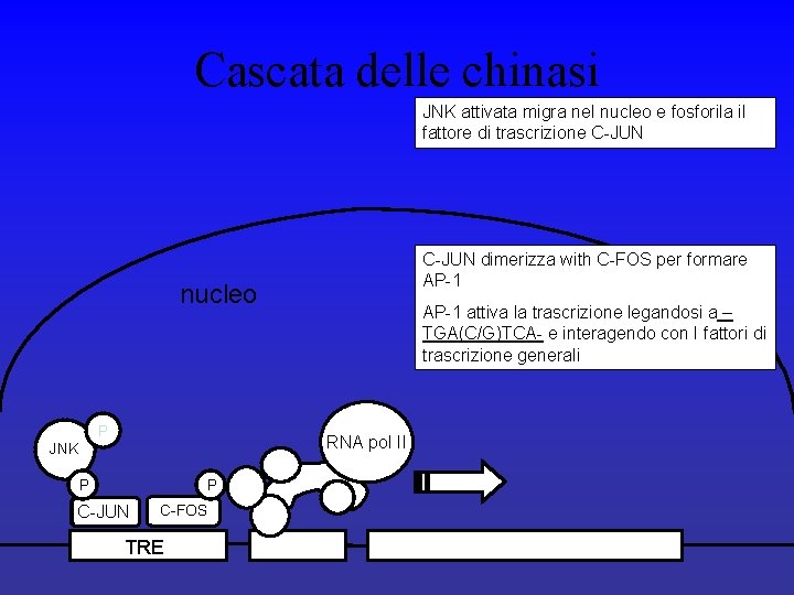 Cascata delle chinasi JNK attivata migra nel nucleo e fosforila il fattore di trascrizione