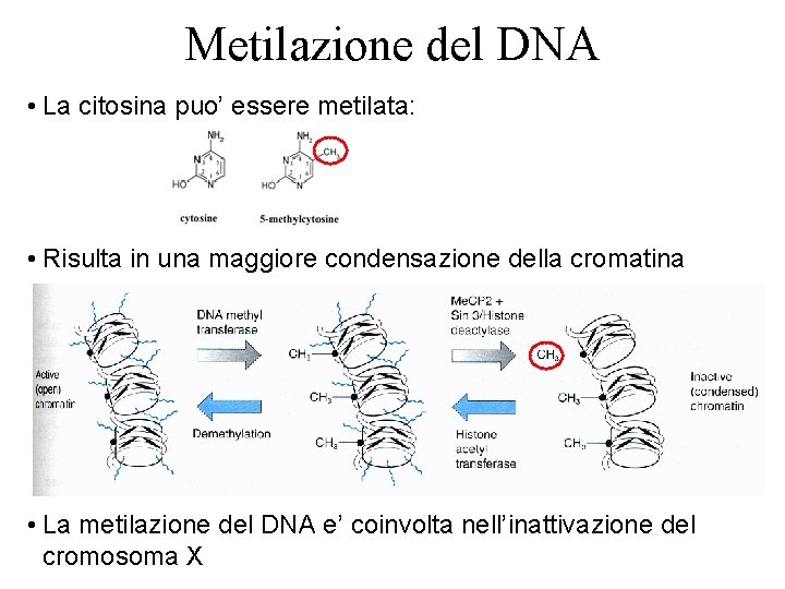 Metilazione del DNA • La citosina puo’ essere metilata: • Risulta in una maggiore