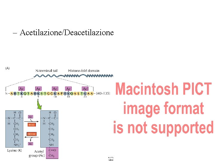 – Acetilazione/Deacetilazione 