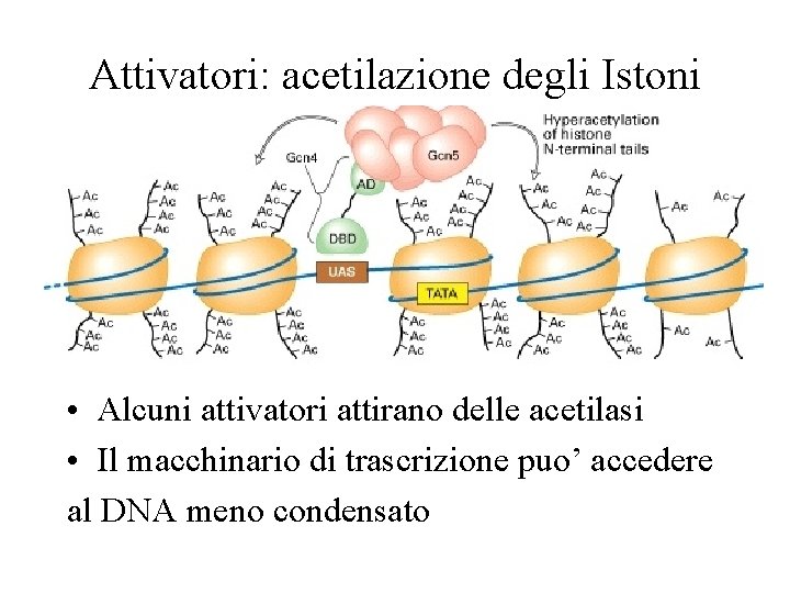 Attivatori: acetilazione degli Istoni • Alcuni attivatori attirano delle acetilasi • Il macchinario di