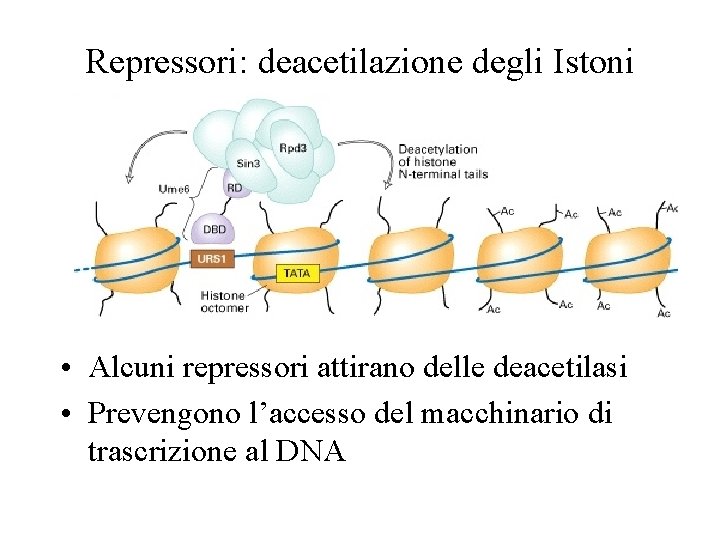 Repressori: deacetilazione degli Istoni • Alcuni repressori attirano delle deacetilasi • Prevengono l’accesso del
