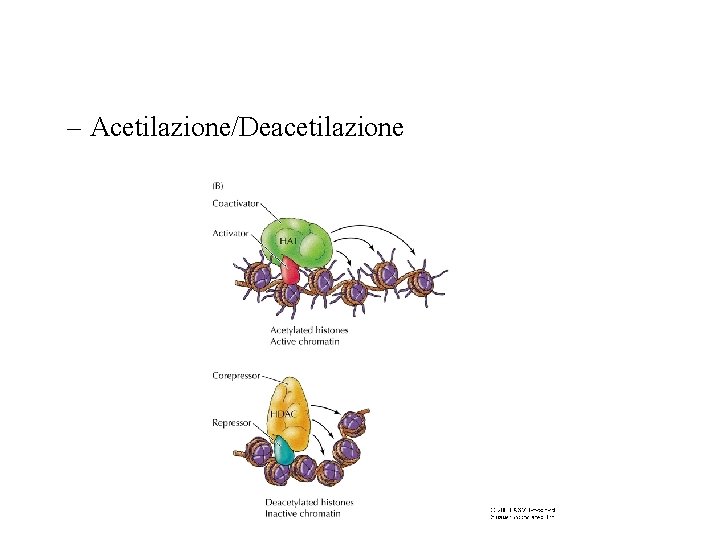 – Acetilazione/Deacetilazione 