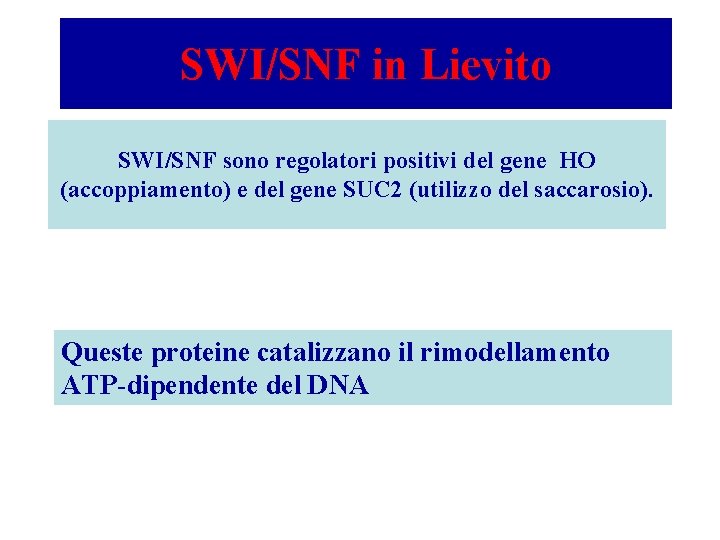 SWI/SNF in Lievito SWI/SNF sono regolatori positivi del gene HO (accoppiamento) e del gene